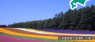 北海道美唄市美瑛町（花畑）